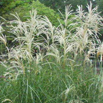 Variegated Japanese Silver Grass