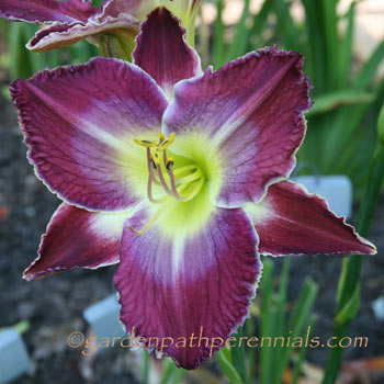 Daylily - zfj