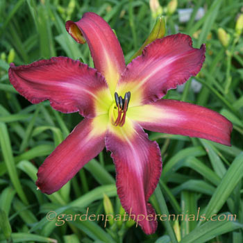 Daylily - ce