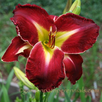 Daylily - ma