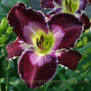 Daylily - zj